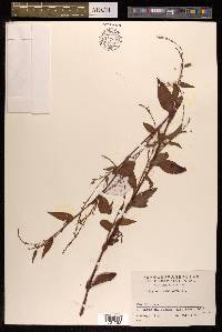 Persicaria pubescens image