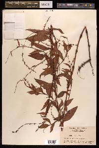 Persicaria pubescens image