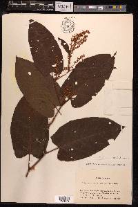 Fallopia sachalinensis image