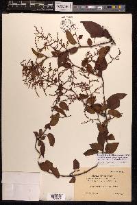 Fallopia multiflora image