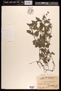 Persicaria nepalensis image