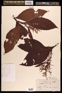 Koenigia mollis image