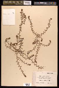 Polygonum plebeium image