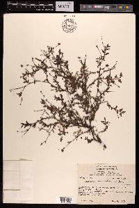 Polygonum runcinatum image