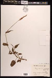 Persicaria amplexicaulis image