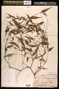 Polygonum posumbu image