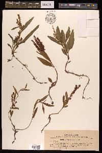 Polygonum sibiricum image