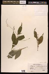 Polygonum posumbu image