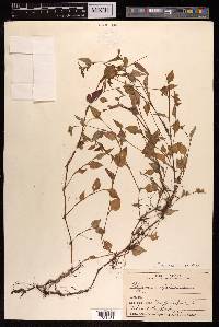 Persicaria nepalensis image