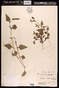 Persicaria nepalensis image