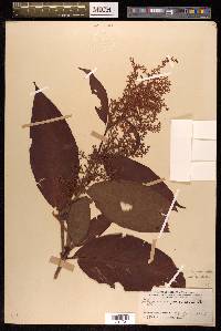 Koenigia mollis image
