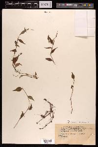 Persicaria nepalensis image