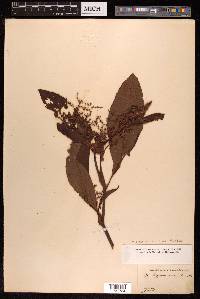 Koenigia mollis image