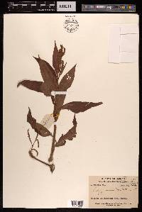 Polygonum barbatum image