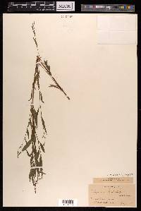 Persicaria hydropiper image