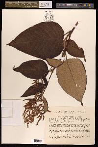 Koenigia weyrichii image
