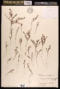 Polygonum polycnemoides image