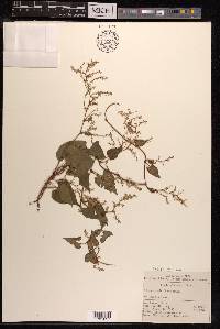Fallopia multiflora image