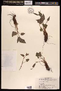 Bistorta suffulta image