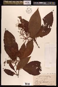 Koenigia mollis image