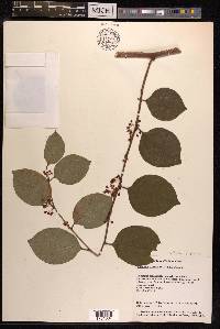 Reynoutria japonica image