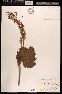 Rheum webbianum image