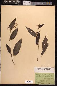 Persicaria chinensis image