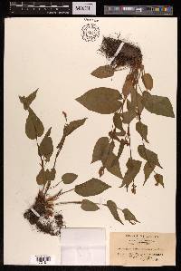 Bistorta suffulta image