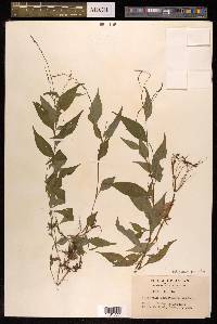 Polygonum posumbu image