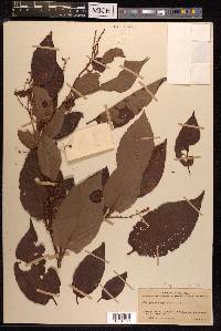 Reynoutria japonica image