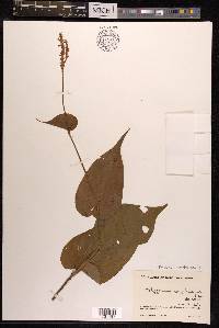 Persicaria amplexicaulis image