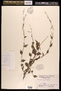 Polygonum posumbu image
