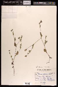 Persicaria nepalensis image