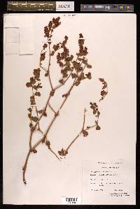 Polygonum tortuosum image