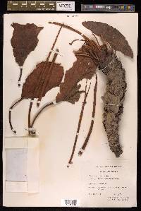 Rheum spiciforme image