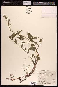 Persicaria nepalensis image