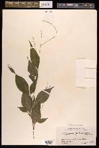Polygonum posumbu image