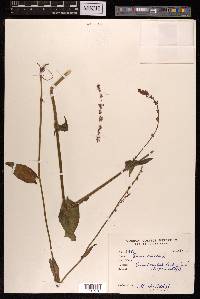 Rumex acetosa image