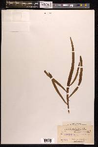 Muehlenbeckia platyclada image