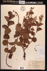 Reynoutria japonica image