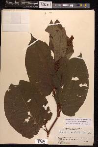 Fallopia sachalinensis image