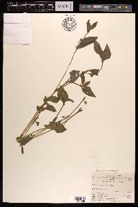 Persicaria nepalensis image