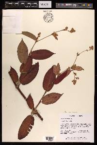 Persicaria chinensis image