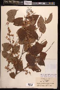 Reynoutria japonica image