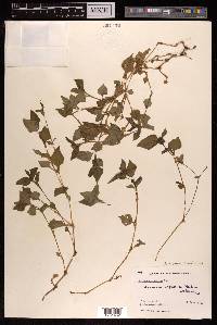 Persicaria nepalensis image