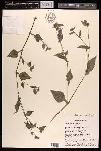 Persicaria nepalensis image