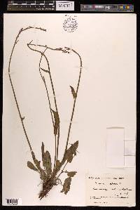 Rumex acetosa image