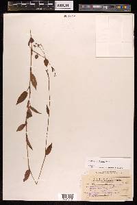 Polygonum muricatum image