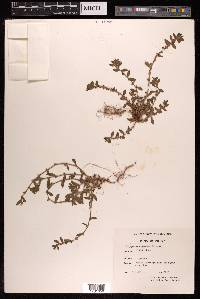 Polygonum cognatum image