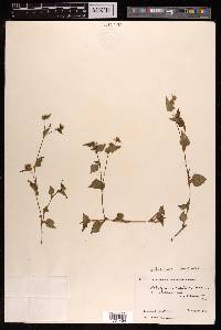 Persicaria nepalensis image